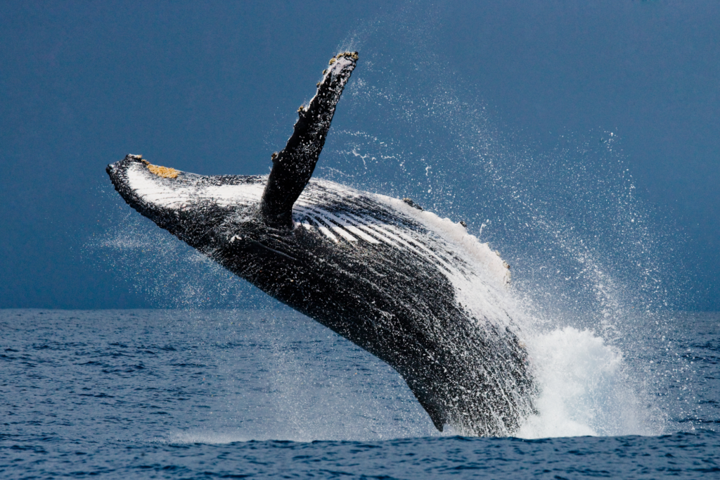 humpback whales