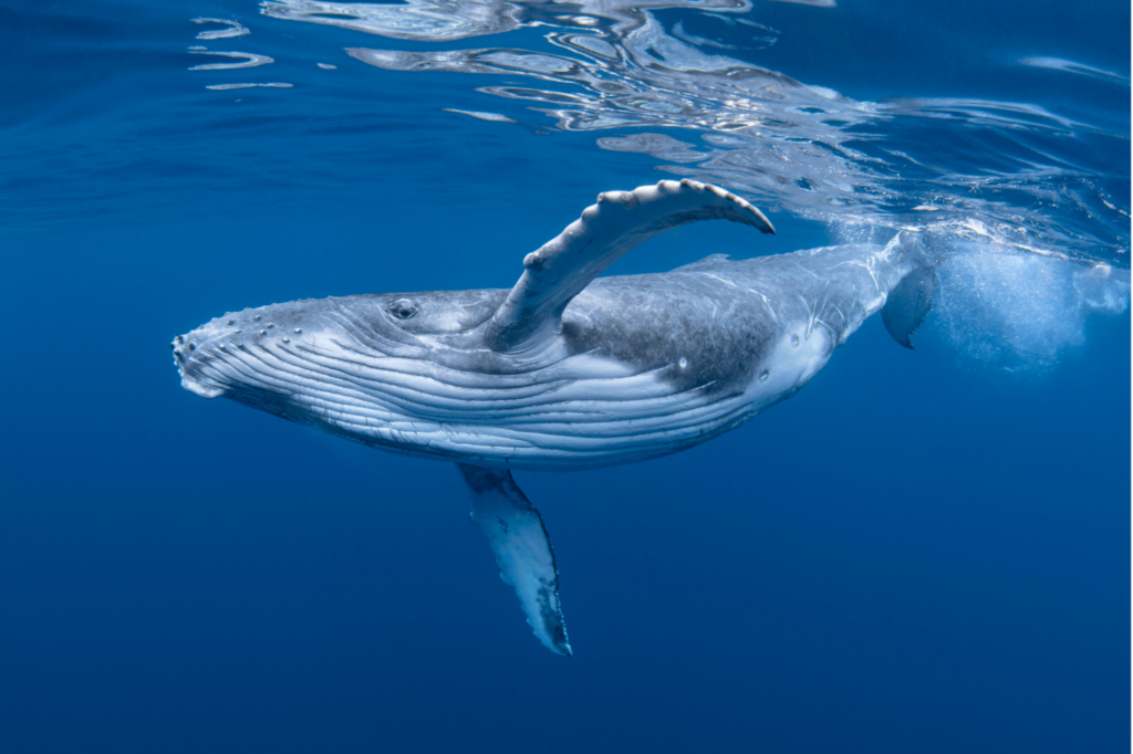 whale watching maui